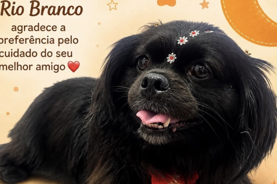 Cachorro preto de pelo longo, enfeitado com flores brancas depois do banho no PetShop Rio Branco