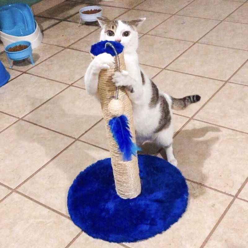 Gato branco e rajado brincando em um arranhador de sisal com base azul, comprado no PetShop Rio Branco